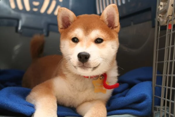 akita inu  cuccioli per l'adozione