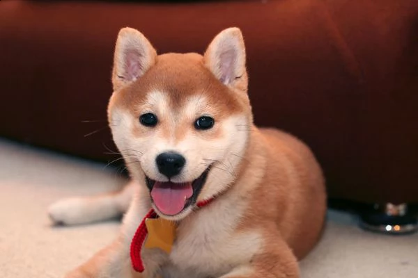 akita inu  cuccioli per l'adozione | Foto 0