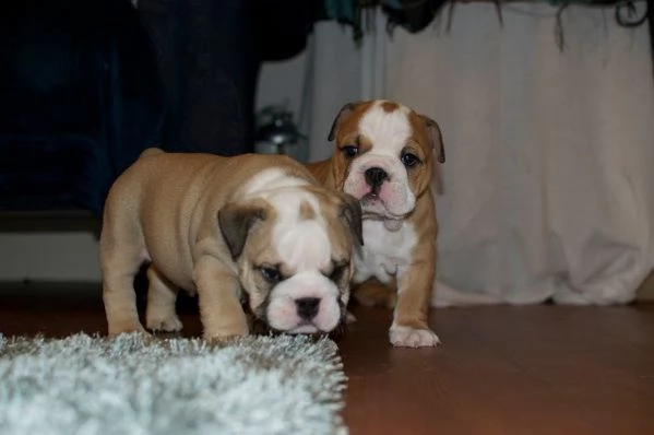 bulldog inglese   cuccioli per l'adozione