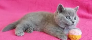 british shorthair di razza