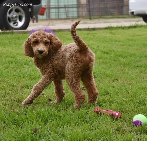 cuccioli di barboncino  !#< | Foto 0