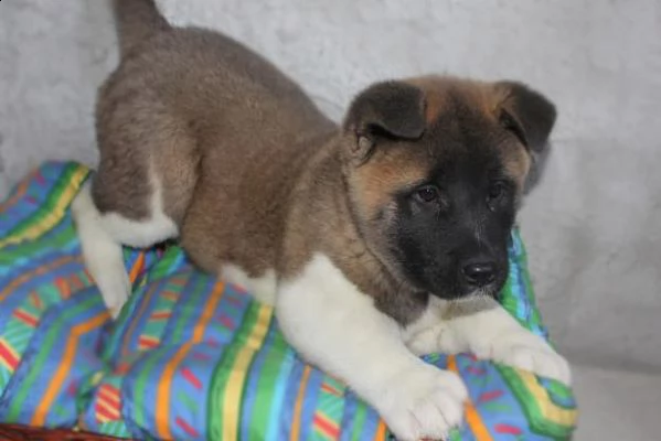 regalo cuccioli akita