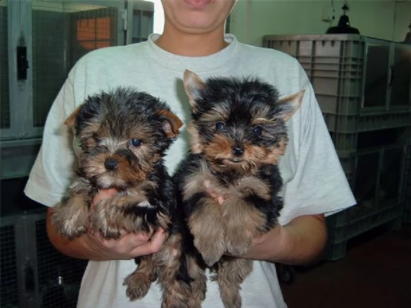 cuccioli yorkshire terrier ! pedigree