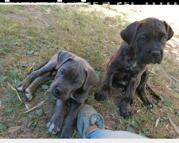 fantastici cuccioli di cane corso