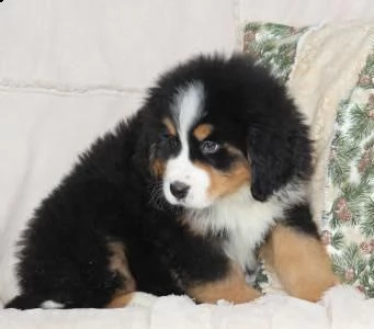 bovaro del bernese di 3 mesi 