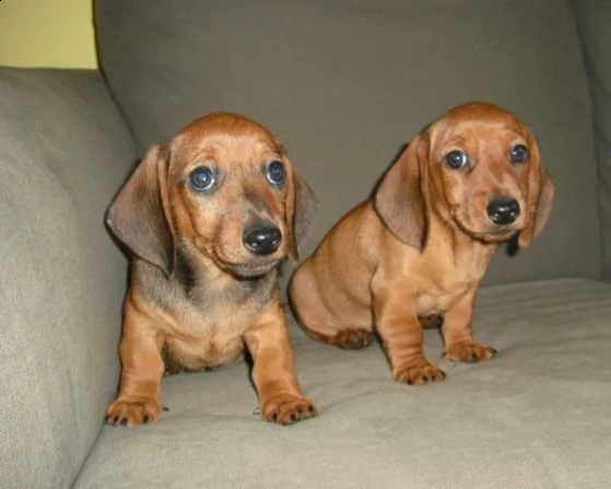 cuccioli di bassotto nani