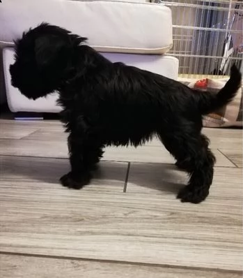 cuccioli schnauzer-nano 