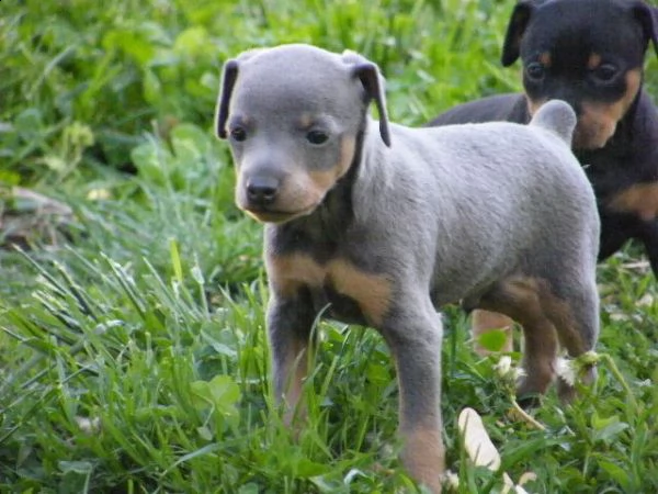  regalo cuccioli di pinscher  | Foto 0