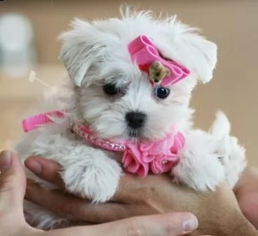 cuccioli di maltese mini toy,.!<