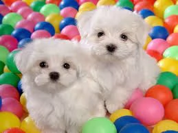 cuccioli di maltese mini toy,,!###