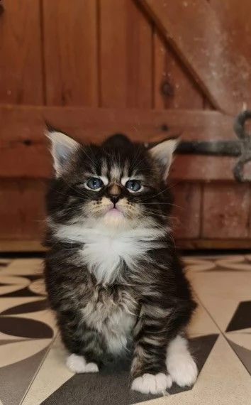 cuccioli di siberiano ipoallergenico | Foto 0