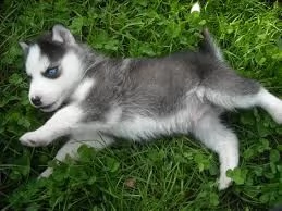 cucciolo di husky tenerissimi intrigantissimi e buonissimi di 70 giorni sia maschi che femmina ottim