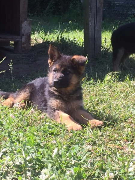 CUCCIOLI PASTORE TEEDESCO