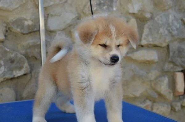 cuccioli di akita inu con pedigree enci