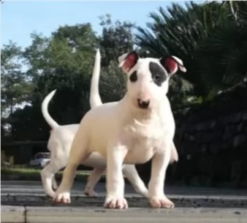 disponibile cuccioli bull terrier standard