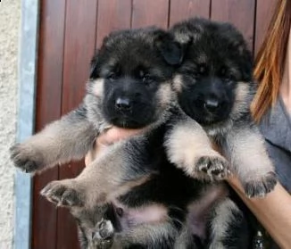 regalo cuccioli pastore tedesco maschio e femmina