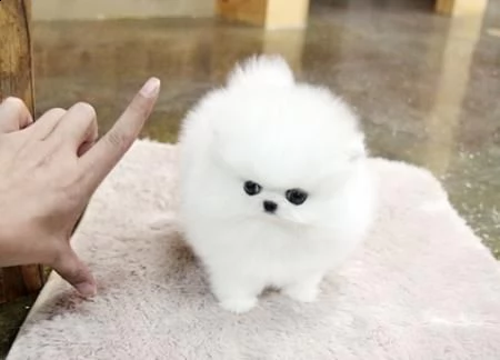 regalo cuccioli di pomerania maschio o femmina!!