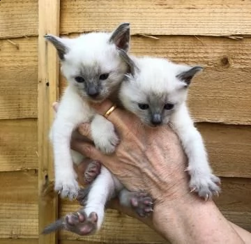 splendidi gattini siamese