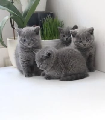 british shorthair maschile e femmile