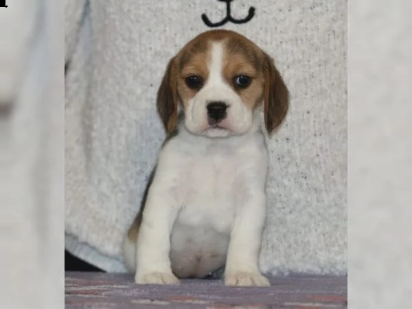 adorabili cuccioli di beagle di 13 settimane da adottare.