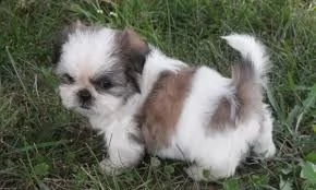 cucciolo di shih tzu tenerissimi intrigantissimi e buonissimi di 70 giorni sia maschi che femmina ot