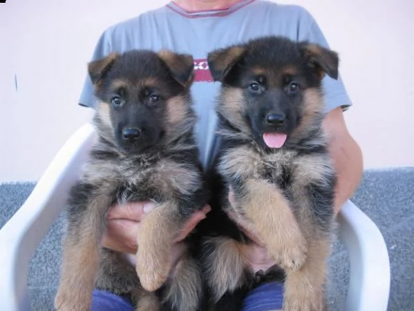 cuccioli di pstore tedesco hanno bisogno di una nuova casa.