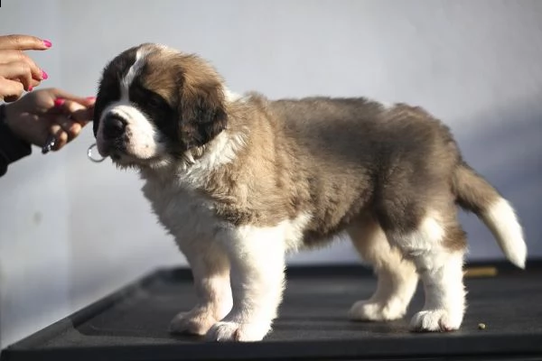 prestigiosa cucciolata di cane di san bernardo | Foto 0