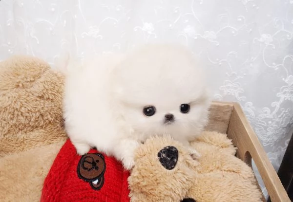 volpino di pomerania cuccioli | Foto 0