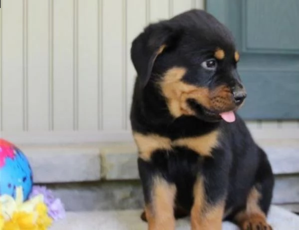 regalo cuccioli di rottweiler cuccioli