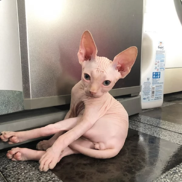 canadian sphynx kitten pronto per il ritiro