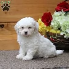 cucciolo di bichon tenerissimi intrigantissimi e buonissimi di 70 giorni sia maschi che femmina otti