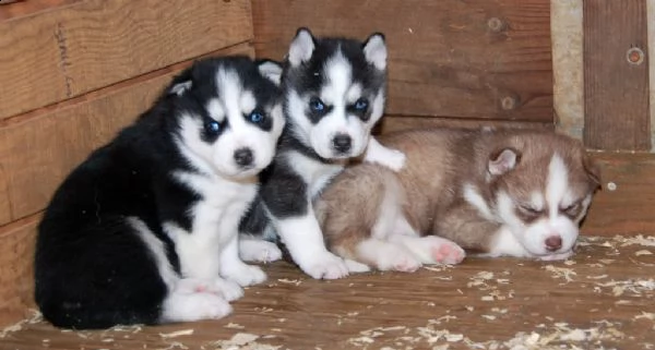 regalo cuccioli di husky siberiano  maschi e femmina.  