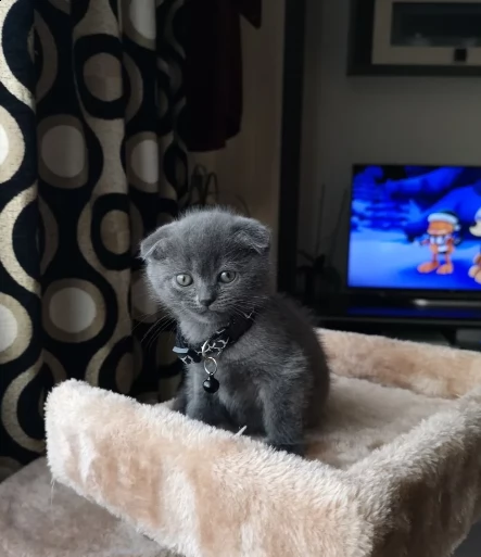 scottish fold gattini | Foto 0