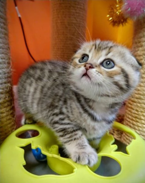 scottish fold gattini