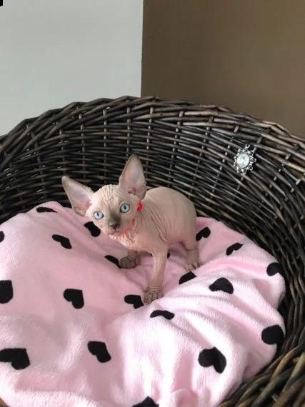 pedigree anfi canadian sphynx gattini | Foto 0