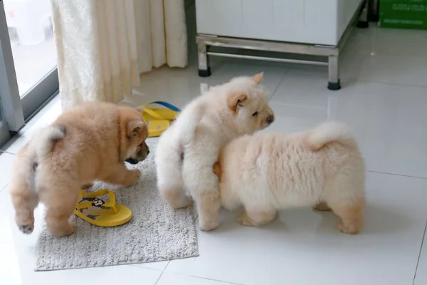 cuccioli chow chow   adorabili disponibili per adozione.