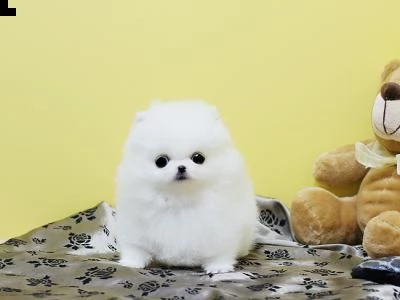 cuccioli di volpino di pomerania