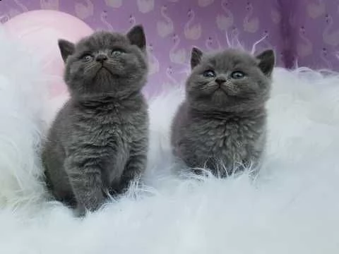 british shorthair  certificato e registrato wcf e afef 