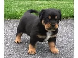 cucciolo di rottweiler tenerissimi intrigantissimi e buonissimi di 70 giorni sia maschi che femmina 