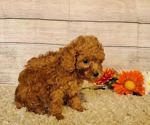 cucciolo di barboncino !