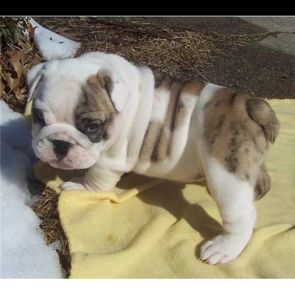 regalo cuccioli bulldog inglese per l'adozione