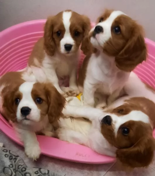 Vendita cuccioli di Cavalier king 