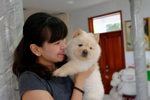 cuccioli chow chow adorabili disponibili per adozione