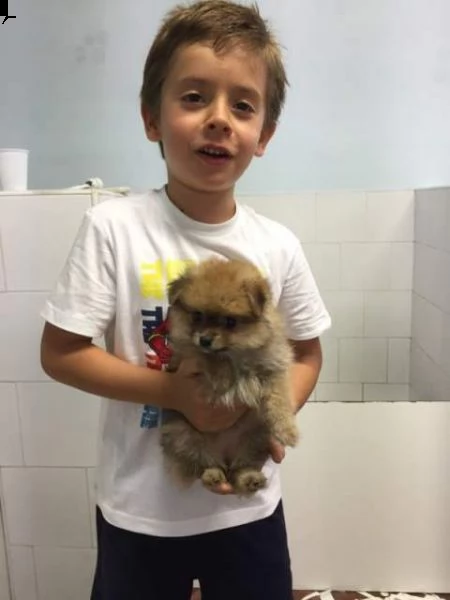 bellissimo cucciolo di pomerania di 3 mesi. fatta seconda vaccinazione e seconda sverminazione, abit