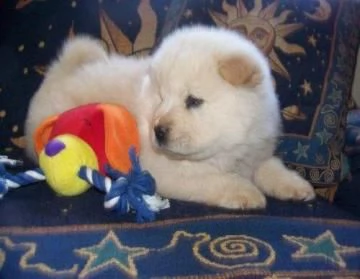 regalo chow chow cuccioli per l'adozione