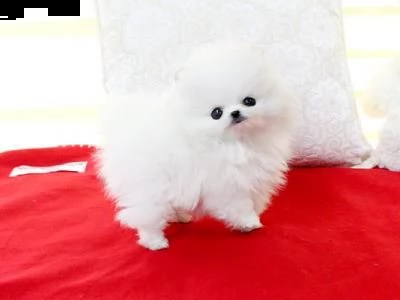 regalo cuccioli pomerania maschio e femmina