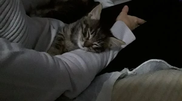 regalo 5 affettuosi gattini di 2 mesi | Foto 3