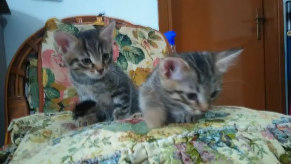 regalo 5 affettuosi gattini di due mesi | Foto 3