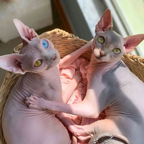 dolci gattini sphynx