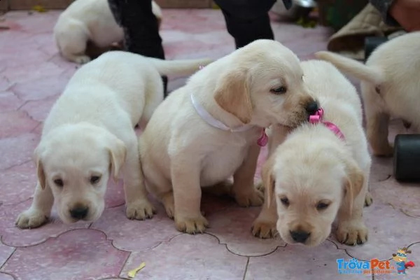 regalo labrador cuccioli disponibile per l'adozione..